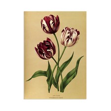 Vintage Botanical Wall Art Print Poster Flowers Victorian Nature Tulip Pretty A3