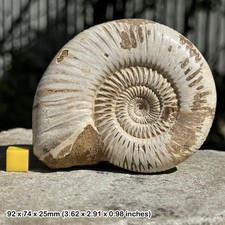 Perisphinctes fossil ammonite