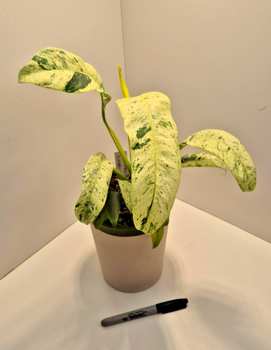 Epipremnum giganteum marble - epipremnum,