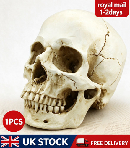 Human skull replica - skull, resin