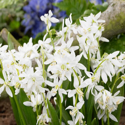 Scilla siberica alba - 20,