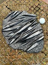 Fossil Orthoceras Slab in Black Marble Slab Worldwide Fossils Genuine Large Size
