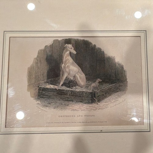Antique 1835 greyhound - 1835,