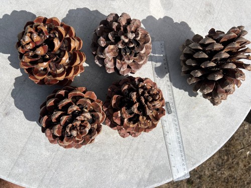 Large pine cones approx - , 16