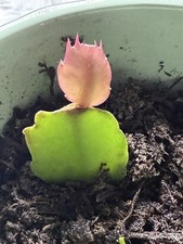 White and Pink  Christmas