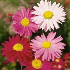 Pyrethrum hydridum - Mixed (C. cinerariifolium) - Kings Seeds - 150 Seeds