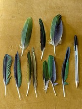 10 Large Green Naturally Moulted Parrot Feathers