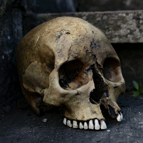 Human skull replica lifesize - human,