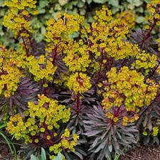 EUPHORBIA x martinii 'Miner's