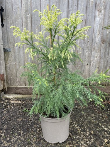 Japanese red cedar - red,