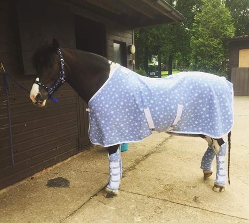 Pony fleece rug - rug,