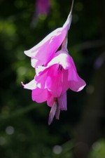 Dierama pulcherrimum - Angel's Fishing Rod - X 20 SEEDS - Hardy Perennial