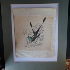 Antique Green Hummingbird