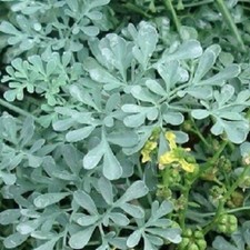 3x Plug Plants Rue Ruta Graveolens Medicinal Herb Perennial herbs cat deterrent