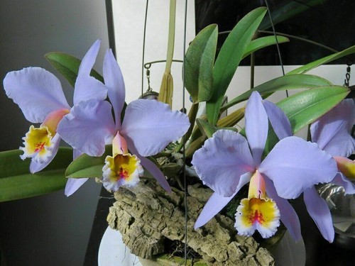 Cattleya percivaliana - , f