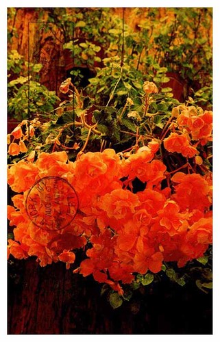 Postcard nature scene - nature, capitola