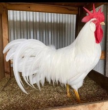 White Leghorn 12+ hatching