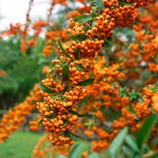 Pyracantha Orange Glow