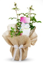 Silver Wedding Gift Rose -