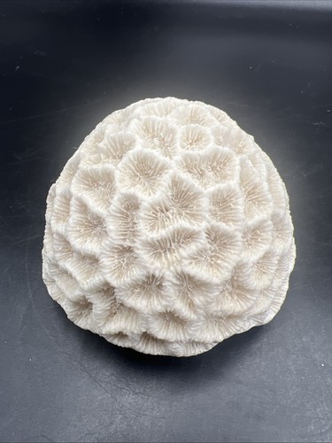 White brain coral star sea - coral,