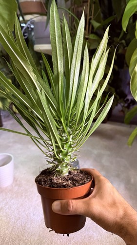 Pochypodium lamerei - pochypodium,