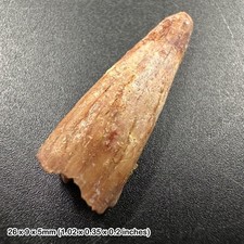 Rare genuine pterosaur