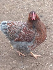Blue Laced Red Wyandotte