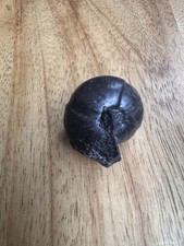 West Yorkshire Goniatite