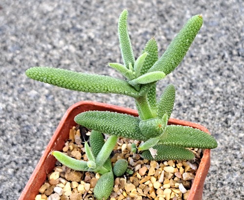 Trichodiadema rogersiae - ,