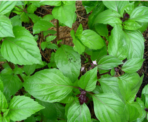 Thai basil ocimum basilicum - thai,