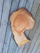 Large Natural Cedar Thick Lovely Slab Slice Dried For 4 Years Collection Only 