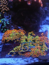 wysiwyg live coral hugh zoa