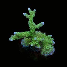 Aquacultured marshall island - aquacultured,