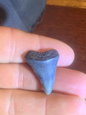 1/8" Authentic Fossil Great