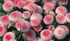 40 Bellis Tasso Strawberries