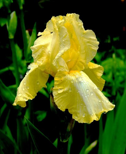 Iris germanica califlora - iris,