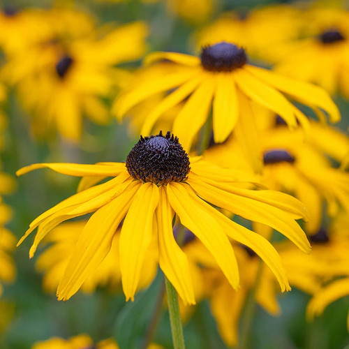 Rudbeckia fulgida goldsturm - rudbeckia, 'goldsturm'