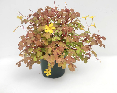 Rare sunset velvet oxalis - rare,
