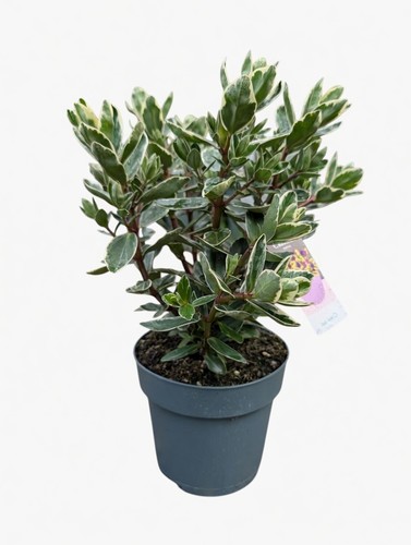 Purple hebe pot - 2l, |