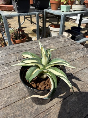 Agave desmettiana mutate