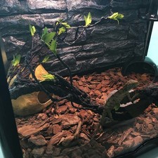 Vivarium Decoration Lizard