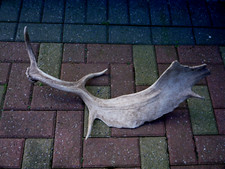 Fallow Deer Antler Stick