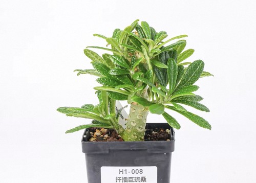 Pot 5cm raresucculent plant - pot,