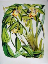 Original Old Vintage Print C1979 Orchids Flowers Cymbidium Hookerianum Yellow
