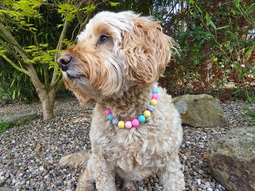 Silicone beaded dog necklace - dog,