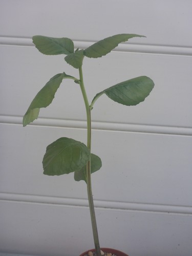Dorstenia singida - dorstenia,