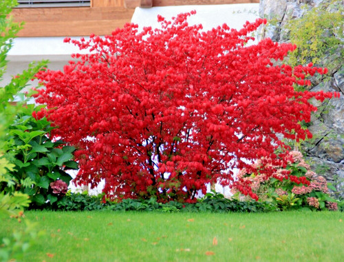 Euonymus alatus compactus - compactus, red