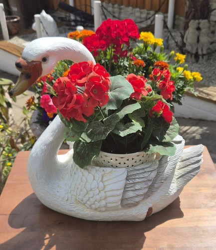 Beautiful white swan plant - a,