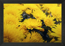 Yellow chrysanthemums Framed