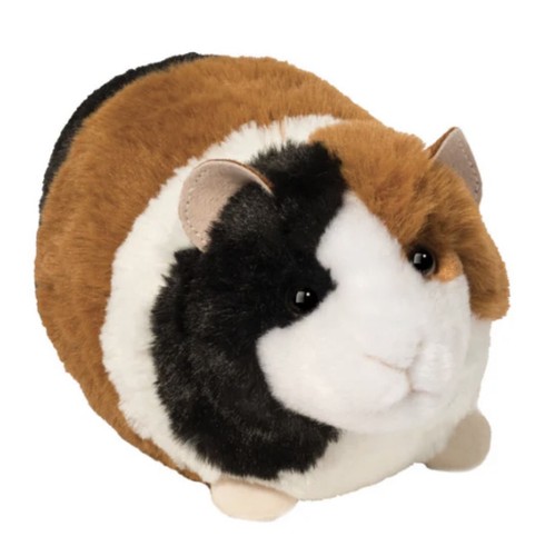 Pippin guinea pig - pig, douglas